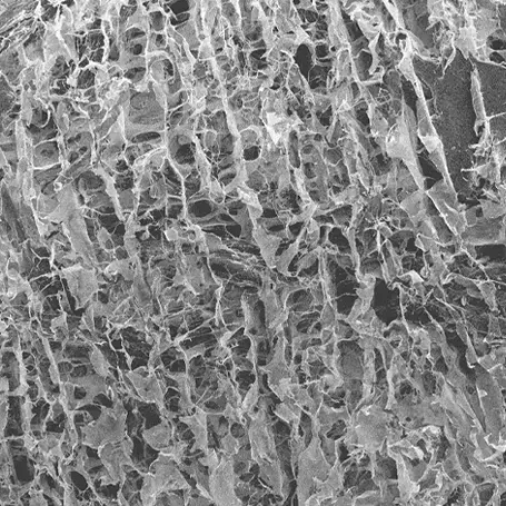 Accell Bone Matrix Technology showing demineralized bone matrix for spinal fusion